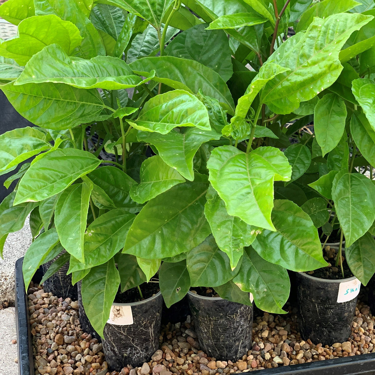 Passiong fruit seedlings yellow variety