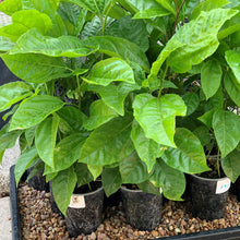 Load image into Gallery viewer, Passiong fruit seedlings yellow variety
