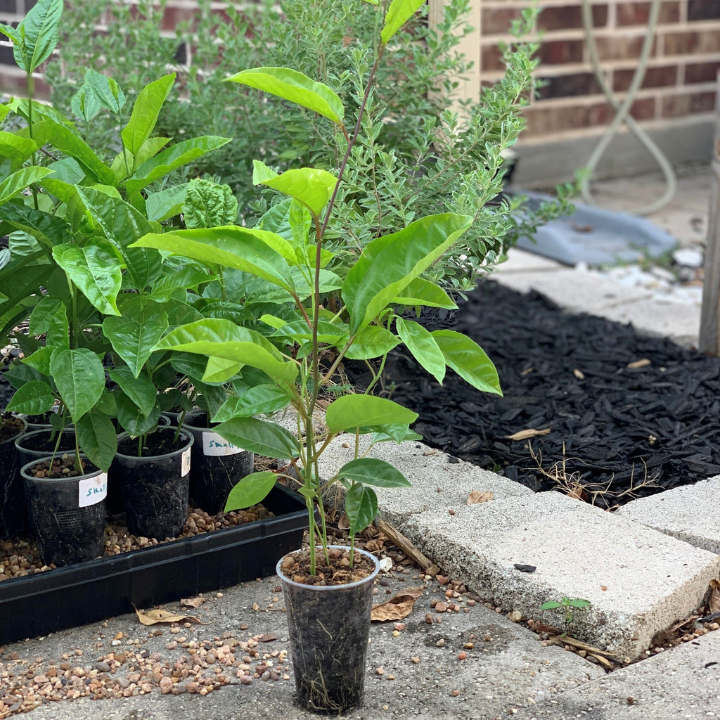 Sweet passion fruit variety seedling live plant