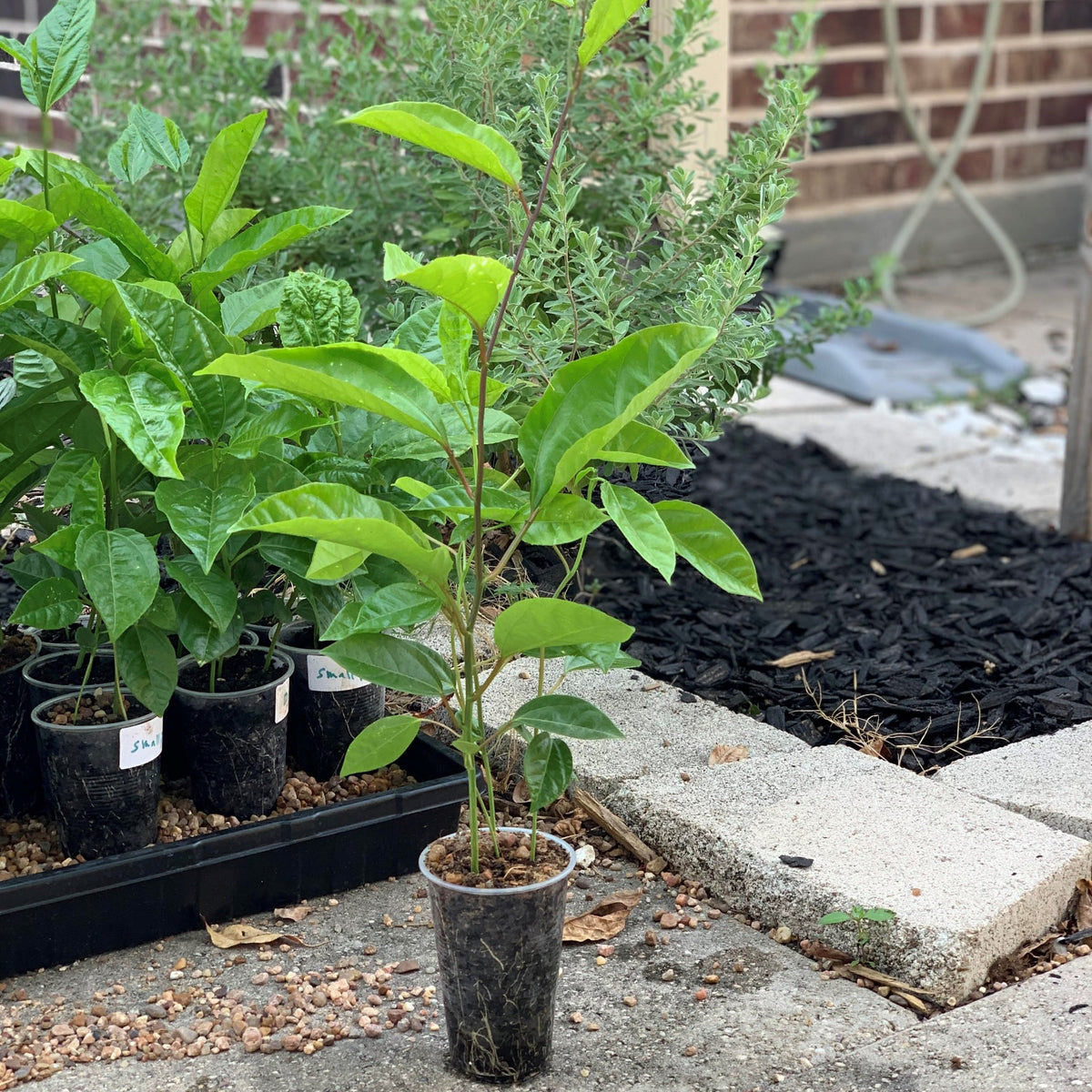 Sweet passion fruit variety seedling live plant