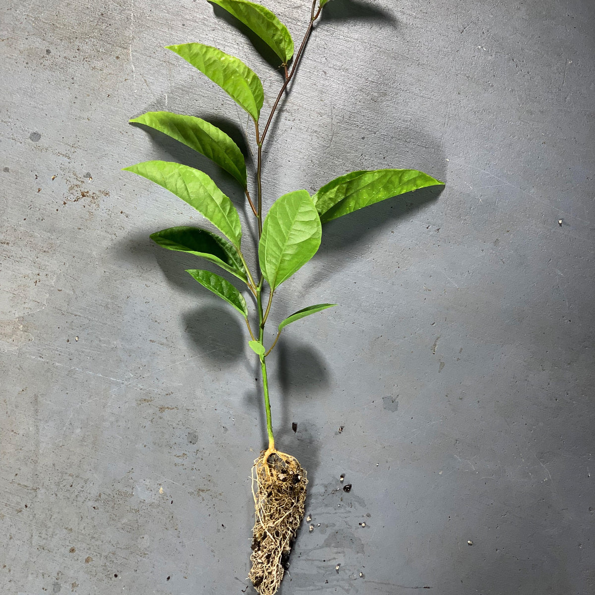 Passiflora edulis roots of the yellow variety plant