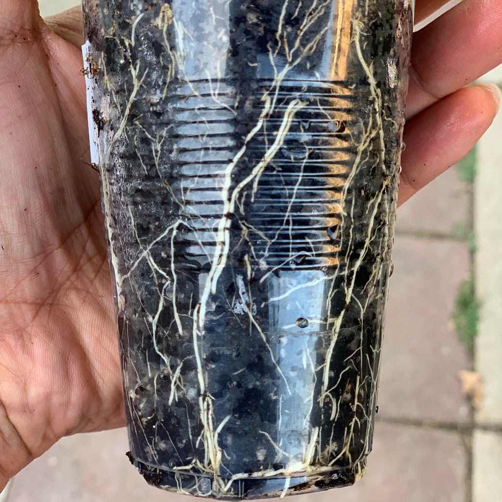 Sweet purple passiflora edulis roots