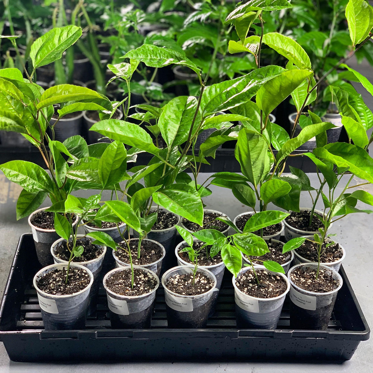 Passiflora edulis seedlings live plant from sweet sunrise fruit