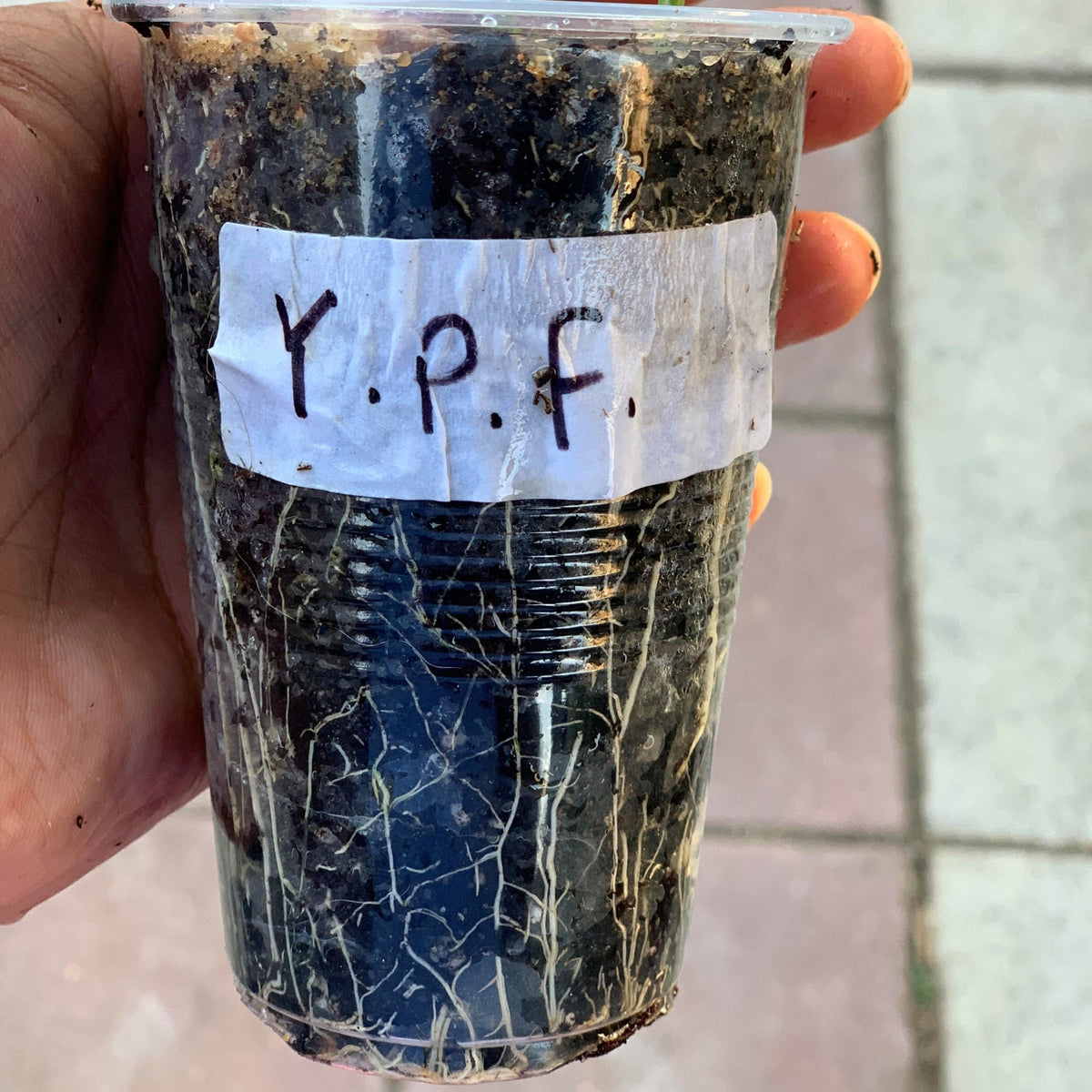 Yellow passion fruit roots on seedlings well rooted