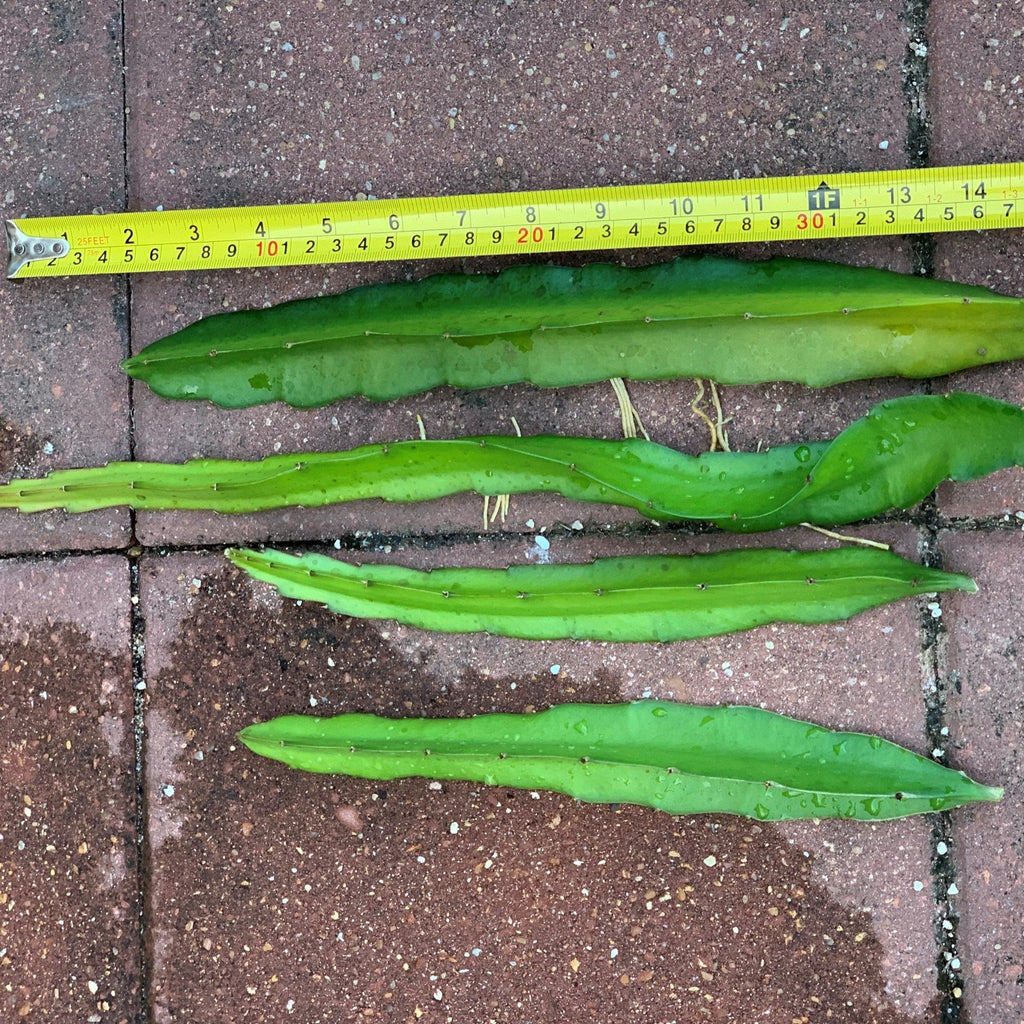 Vietnamese white giant dragon fruit cuttings white flesh sweet at aggietropicals