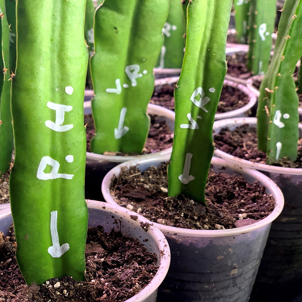 rooted cutting from yellow dragon fruit palora