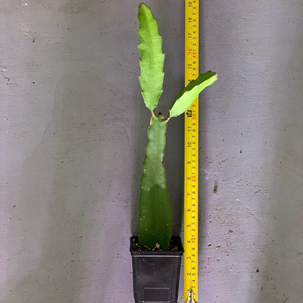 two feet long very healthy long yellow palora dragon fruit cutting