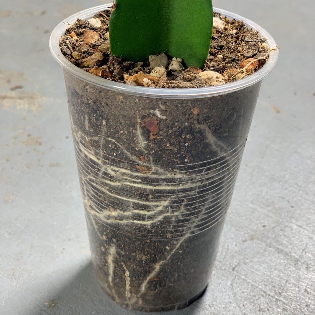 Palora dragon fruit amazing roots