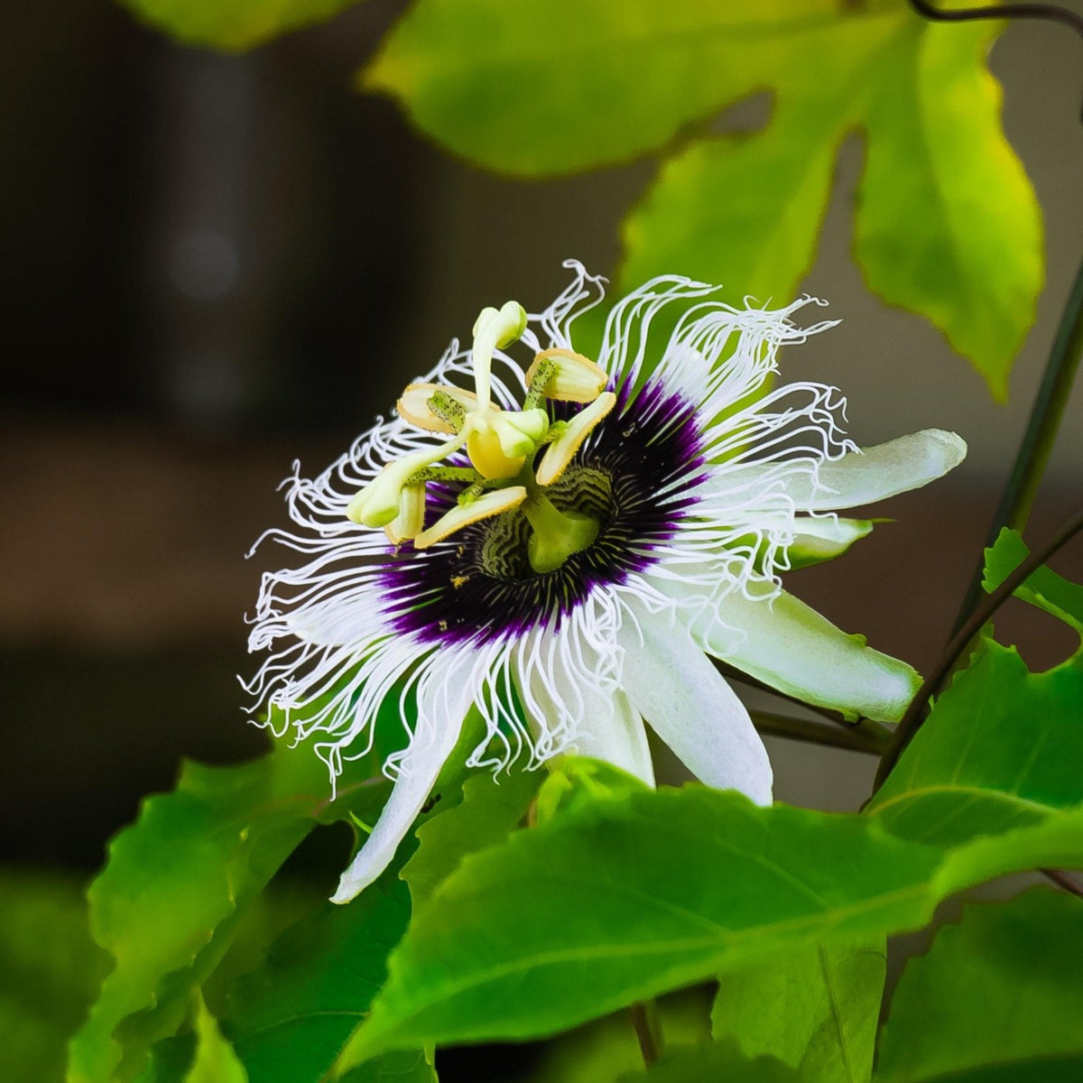 Yellow passion fruit flavicarpa lilikoi live plant flower in bloom and this flower is self fertile