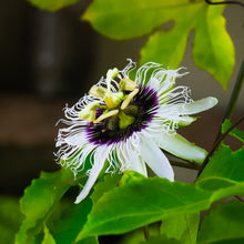 Load image into Gallery viewer, Yellow passion fruit flavicarpa lilikoi live plant flower in bloom and this flower is self fertile
