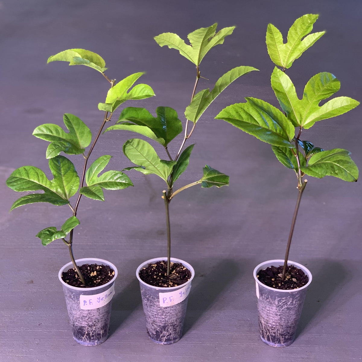 Yellow passion fruit rooted cuttings at aggietropicals