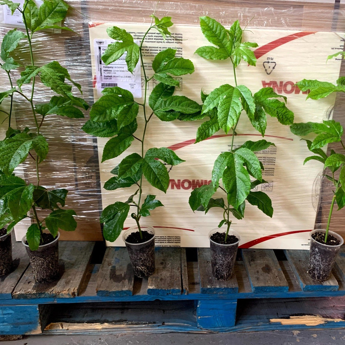 Passiflora edulis f. flavicarpa yellow passion fruit live plants