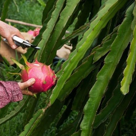 Harvesting Vietnamese white dragon fruit
