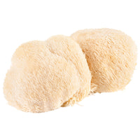 Lionsmane mushroom in a white background grown in Dhahran Saudi Arabia.