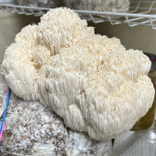 Load image into Gallery viewer, Lion&#39;s Mane Mushroom
