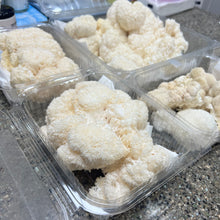 Load image into Gallery viewer, Lion&#39;s Mane Mushroom
