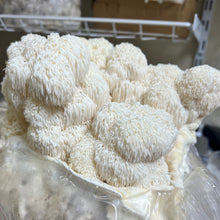Load image into Gallery viewer, Lion&#39;s Mane Mushroom
