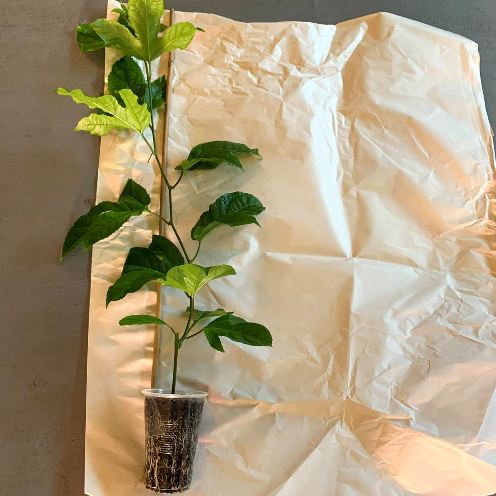 Yellow passion fruit passiflora edulis being packaged for shipment from aggietropicals