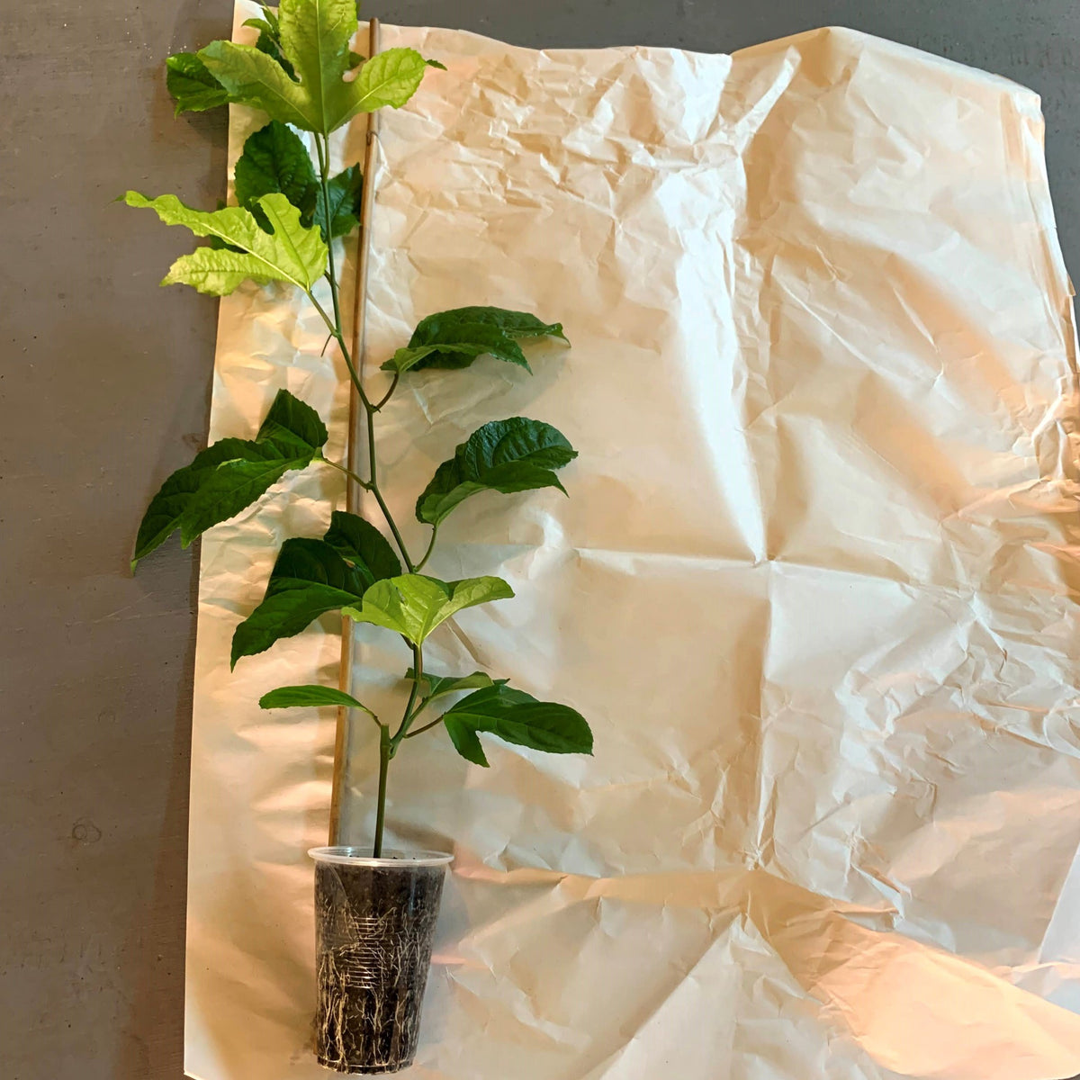 Yellow passion fruit passiflora edulis being packaged for shipment from aggietropicals